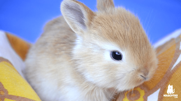 Conejo enano