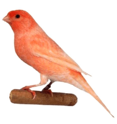Ejemplar de canario lipocromo nevado de color rojo sobre una percha de madera