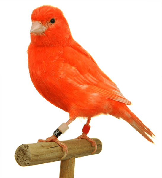 Canario lipocromo intenso de color rojo sobre una percha de madera