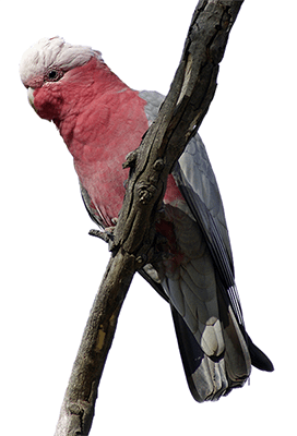 Ejemplar de cacatúa Galah o cacatúa rosada sobre una rama