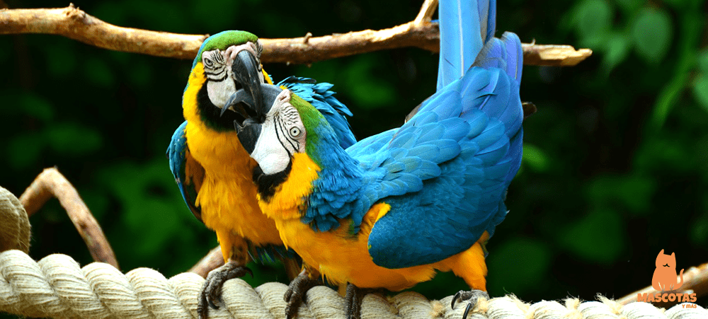 Pareja de ara ararauna o guacamayos azul y amarillo
