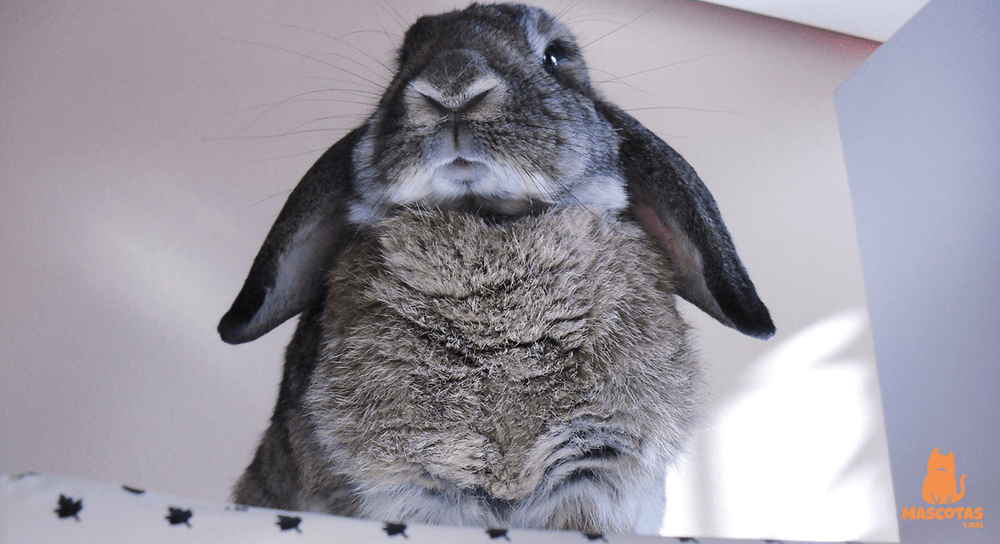 Conejo belier gris hembra