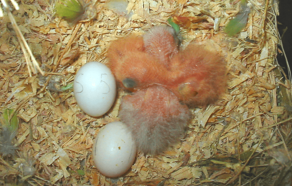 Huevos y crías de agapornis en el nido