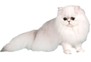 Ejemplar de gato chinchilla de color blanco