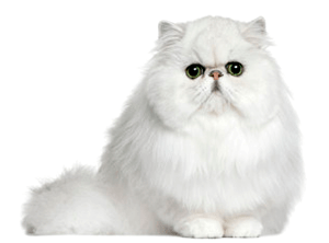 Gato persa de color blanco