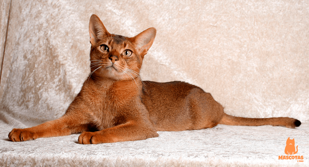 Gato Abisinio