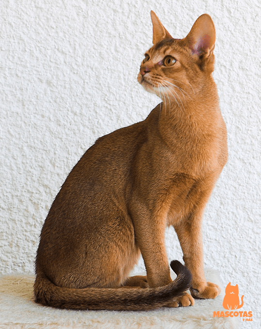 Gato Abisinio