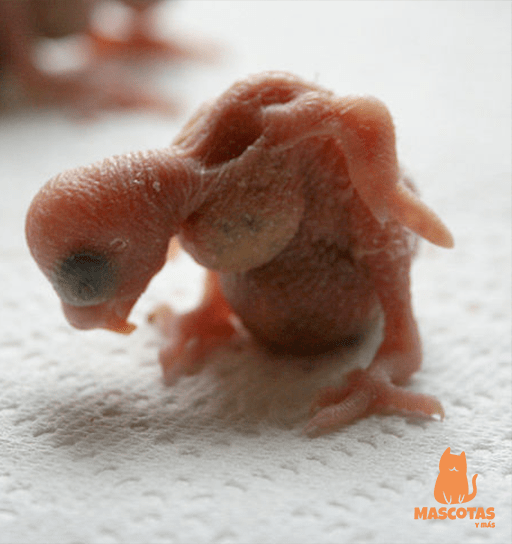 Periquito recién nacido