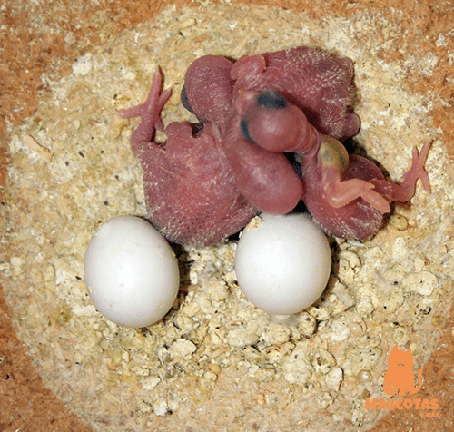 Huevos y polluelos de periquito en el nido
