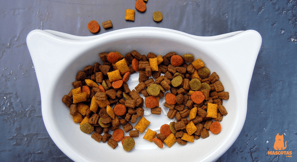 Comedero con pienso para gatos