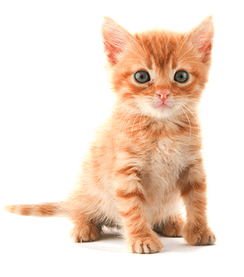 Gatito atigrado naranja