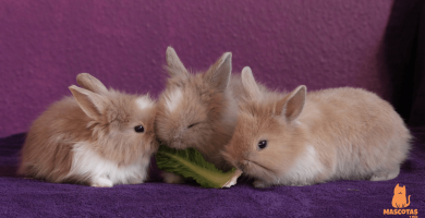 ¿Qué comen los conejos enanos?