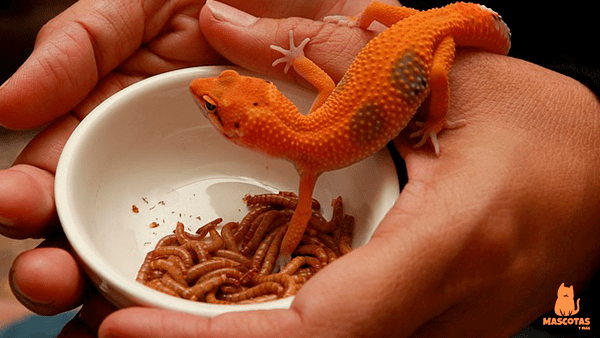 Gecko comiendo