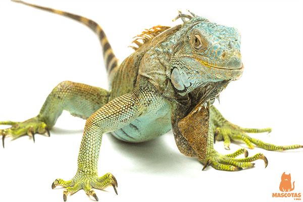 Iguana verde