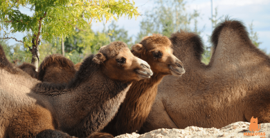 Diferencias entre un camello y un dromedario