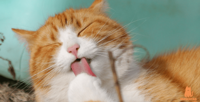5 cosas graciosas que hacen los gatos