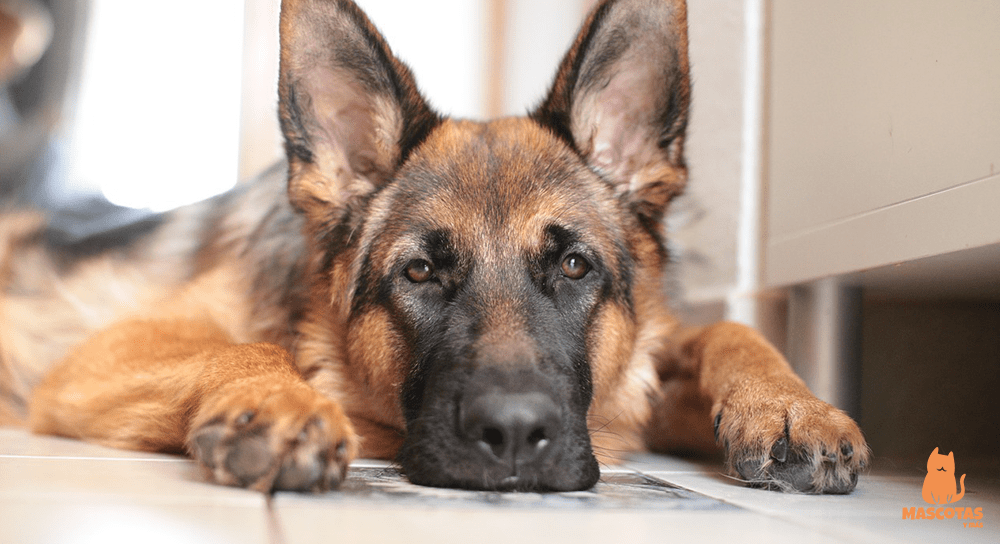▷ Los mejores perros ¡Descúbrelo! | Mascotas y Más