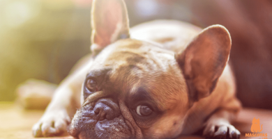 Traqueítis en perros: Síntomas, causas y tratamiento