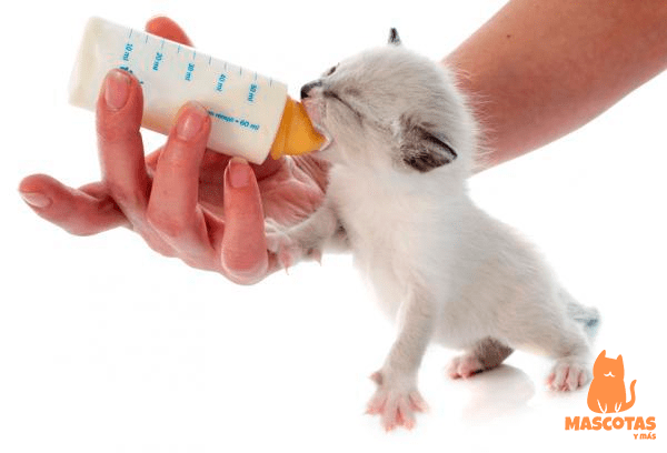 Alimentado gatito bebé
